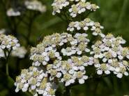 Destination Mont Champ du Feu · Station Ski Vosges, Alsace